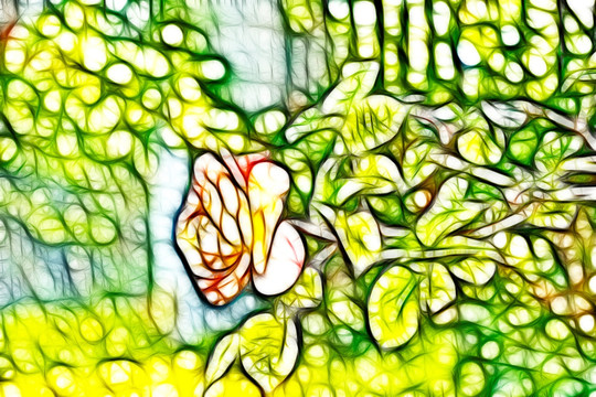 月季花
