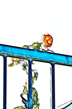 月季花