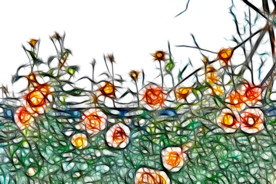 月季花