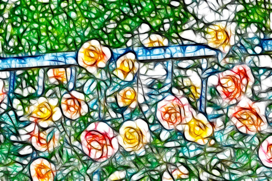 月季花