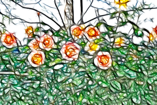 月季花