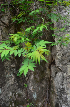 山石绿草