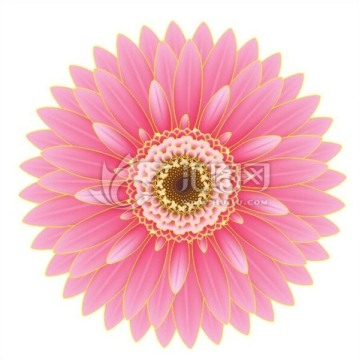 09菊花