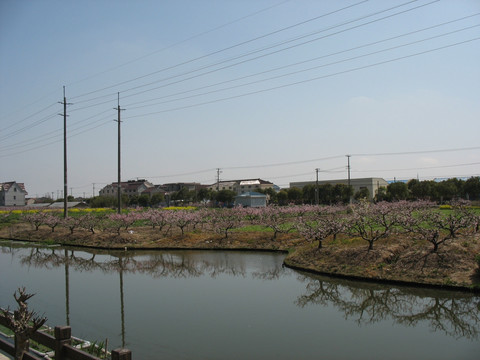 河畔桃園
