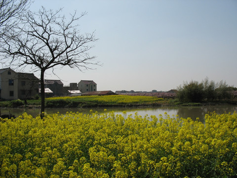 油菜地