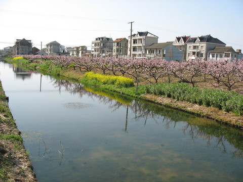 河畔桃花村