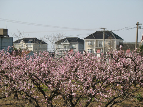 桃花村