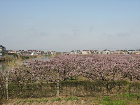 桃園