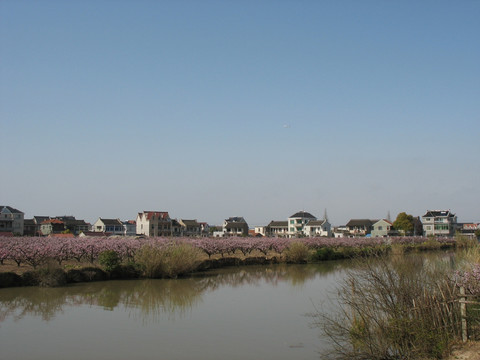河畔桃花
