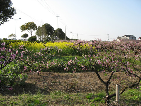 桃花田地