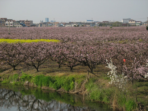桃園