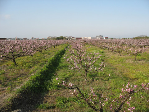 桃花園