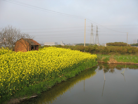 油菜花