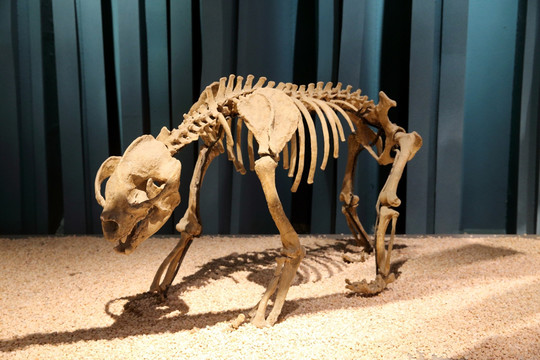 化石骨骼