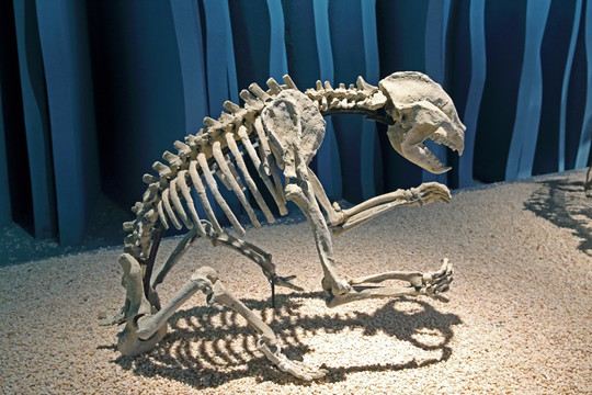 化石骨架