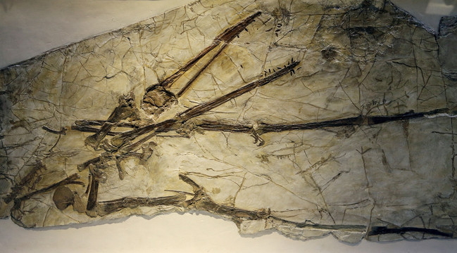 布氏努尔哈赤翼龙化石