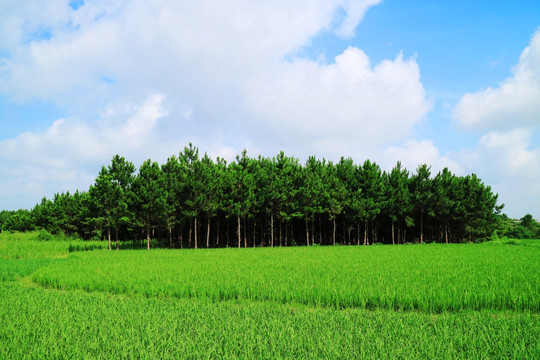 阳光树林 蓝天田野