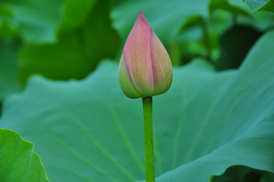 荷花花蕾