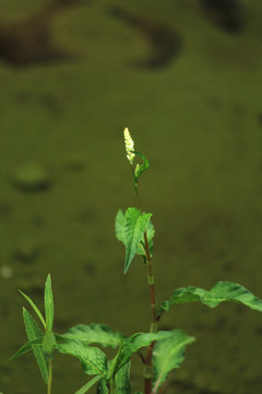 水边植物