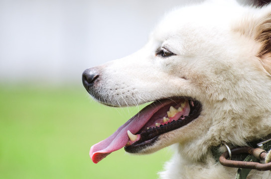 宠物摄影 萨摩耶犬