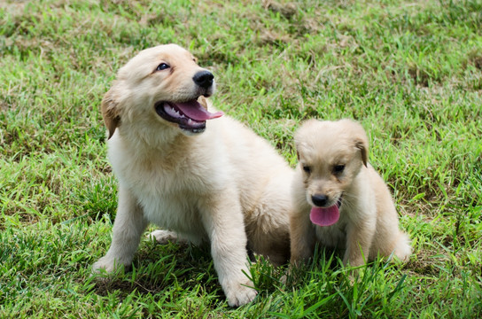 金毛幼犬 宠物摄影 寻回猎犬