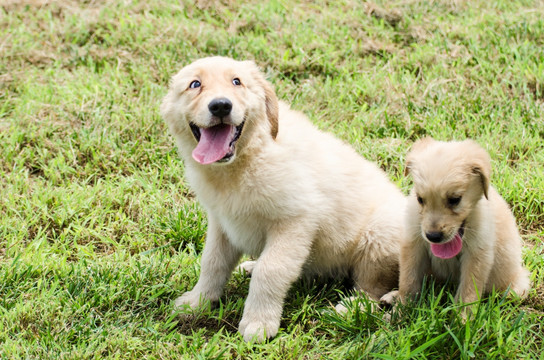 金毛幼犬 宠物摄影 寻回猎犬