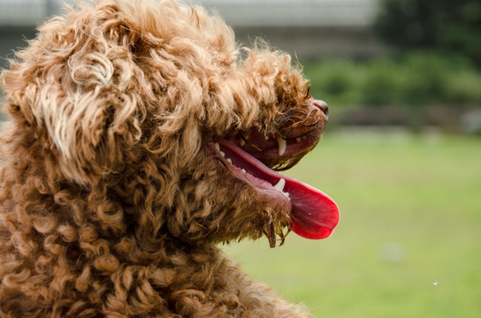 泰迪犬 宠物摄影