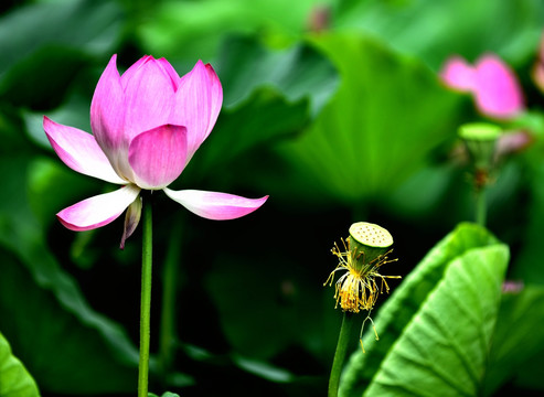 莲花 莲蓬