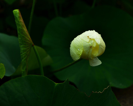 白莲花 露珠