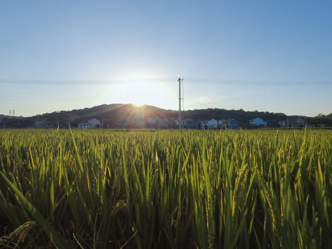 稻田丰收