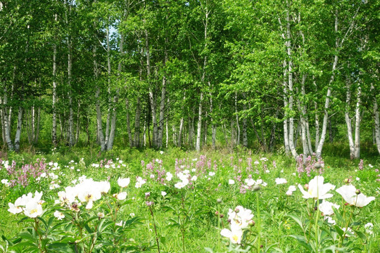 白桦林和芍药花