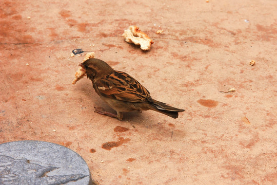 麻雀 小鸟 吃食的鸟