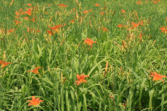 百合芬芳