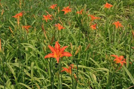 百合花海