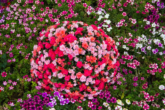 鲜花背景 花朵背景 植物墙