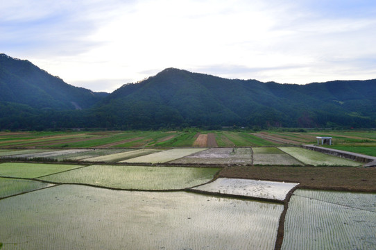 田园田野