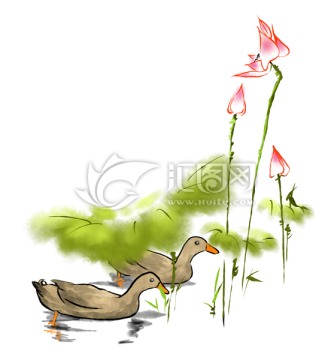 鴨子荷花