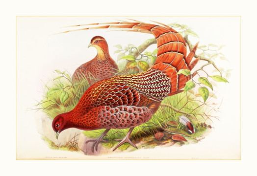 花鳥動(dòng)物油畫裝飾畫
