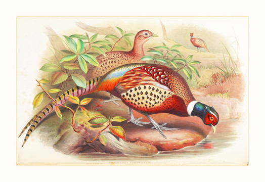 花鳥動(dòng)物油畫裝飾畫
