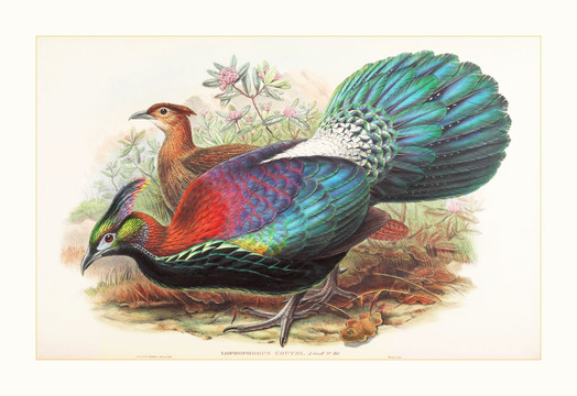 花鳥動(dòng)物油畫裝飾畫