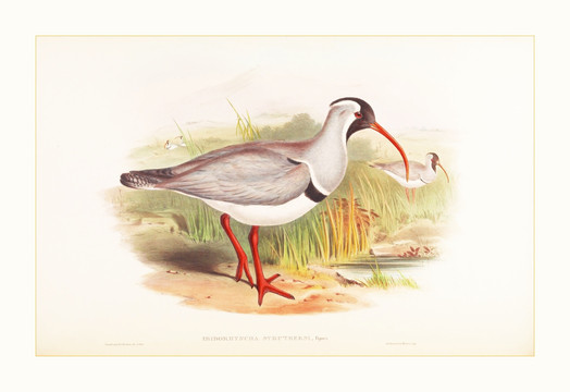 花鳥動(dòng)物水彩畫裝飾畫