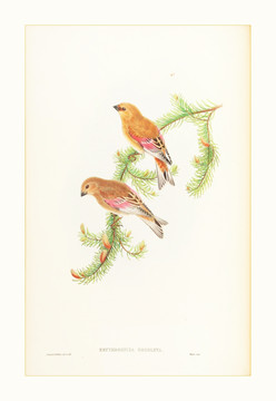 花鳥風(fēng)景油畫裝飾畫