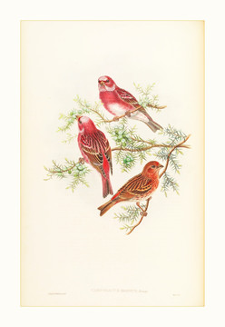 花鳥(niǎo)風(fēng)景油畫(huà)裝飾畫(huà)