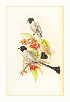 喜鵲花鳥油畫水彩畫
