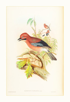 高清花鳥(niǎo)油畫(huà)水彩畫(huà)