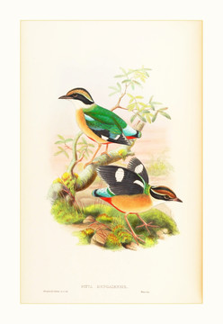 高清花鳥(niǎo)油畫(huà)水彩畫(huà)