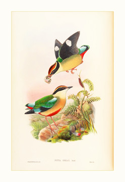 高清花鳥油畫水彩畫