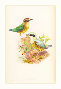 高清花鳥油畫水彩畫