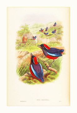 高清花鳥油畫水彩畫