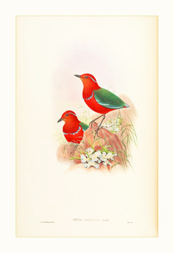 鳥類花卉油畫裝飾畫